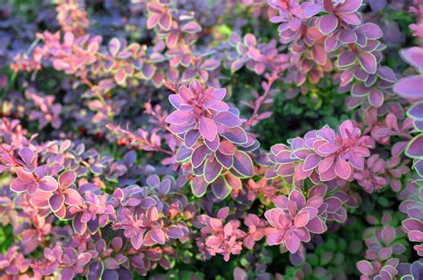 types of berberis